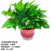 茗雅欣 绿萝盆栽 红色厚加盆绿萝+储水盆 1盆装