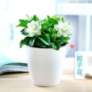 忆秋 花卉绿植盆栽  栀子花 含盆
