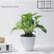 茵琦纱 水培绿植盆栽 绿萝
