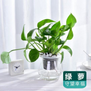 带盆栽好！英木花行 水培植物 含花盆
