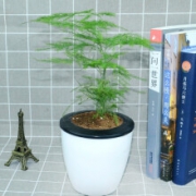 0点开始：艺芯园 盆栽绿植 文竹(懒人盆) 带盆栽好