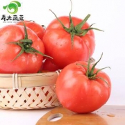 寿光蔬菜 新鲜番茄 2.5kg