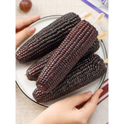 昊伟农庄 2020年新品非转基因蓝莓糯玉米棒 200g*10根