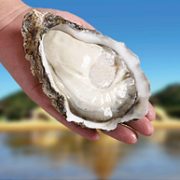 参味臻鲜 乳山生蚝鲜活 XXXXL号 带箱5斤