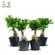 艾莹 长寿榕盆栽 15-20cm