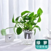 萌茁 水培植物  绿萝 玻璃瓶 带盆栽好