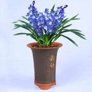 高宅 建兰蓝宝石  浓香花卉 蓝宝石 2苗连体