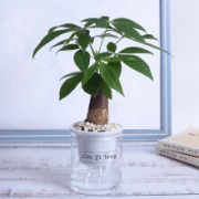 艺藤 绿植盆栽 发财树 透明盆