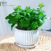 清新薄荷！泰西丝 薄荷盆栽（螺纹盆）