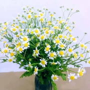 京东PLUS会员：云醉花 洋甘菊 1束
