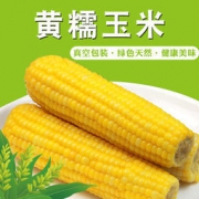 白菜价：逸知鲜 东北甜糯黄玉米 300g*8根