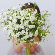 京东PLUS会员：云醉花 重瓣洋甘菊 1束