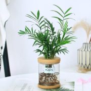 好养活！ 温馨满屋 富贵竹九里香小盆栽 袖珍椰子+创意新款盆