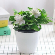 27日0点：玖枝苑 栀子花盆栽 带盆栽