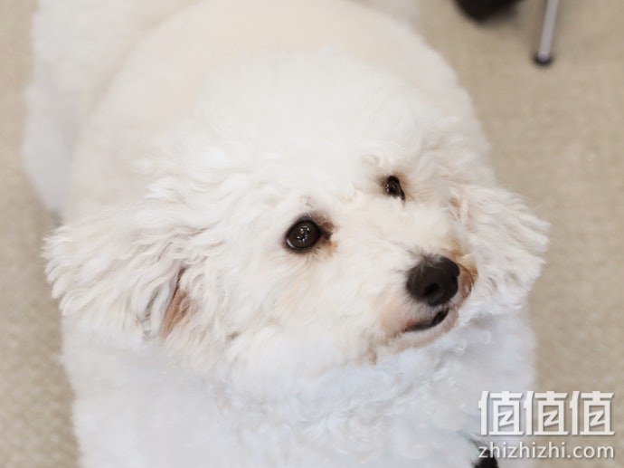 狗狗保暖垫挑选指南