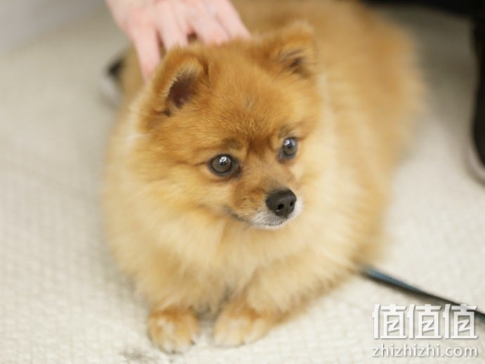 狗狗保暖垫挑选指南