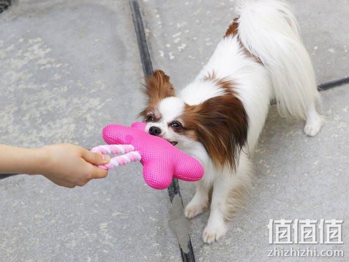 狗狗玩具选购指南
