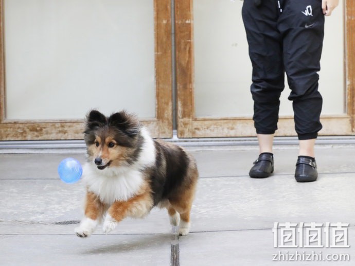狗狗玩具选购指南
