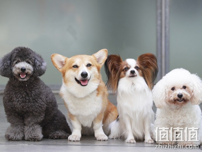 狗狗玩具选购指南