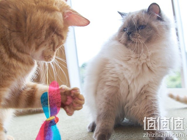 狗狗玩具选购指南