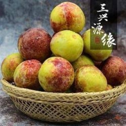 三兴源缘 陕西六月紫李子 5斤
