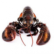 PLUS会员：WECOOK SEAFOOD 味库海鲜 波士顿大龙虾 400g-500g/只 2只