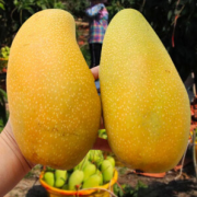 见果是果 金煌芒 单果200-300g 9斤