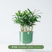迷糊妞 罗汉松盆栽 12-14cm 送盆