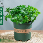 迷迭香 驱蚊草室内水培柠檬新鲜 薄荷(加仑盆) 含盆