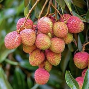 亿果争鲜 海南新鲜妃子笑荔枝 带箱5斤装