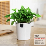 MAYSTORY 梅芝 自动吸水盆栽 绿箩