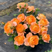 御芊宏 月季花苗  果汁阳台 4年苗带花苞发货