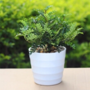 菁宝 清香胡椒木 防蚊虫 3年苗 含盆