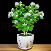 花千芮 茉莉花盆栽带加仑盆6-7颗