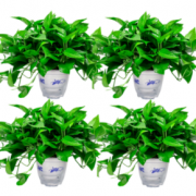 绿萝盆栽室内植物吸甲醛进化空气水培绿植懒