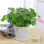有券的上！泰西丝 水培植物 盆+土+铜钱草