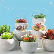 临沂花木 多肉植物 肉肉植物 多肉植物