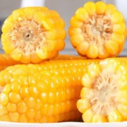 闲居人 东北黄糯玉米 180g*10支装