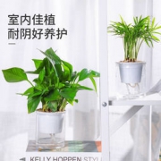 迷糊妞 水培植物盆栽 多款
