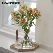 plus会员：FlowerPlus 花加  优选六出花10枝  颜色随机