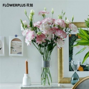 PLUS会员：FlowerPlus  花加  六出花10枝
