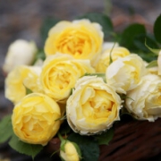 月季花苗 金丝雀多重花瓣 4年苗带花苞发货