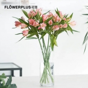 plus会员：FlowerPlus 花加  优选六出花10枝  颜色随机