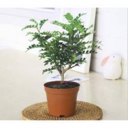 梅芝 原盆 清香胡椒木
