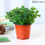 0点开始：泰西丝 薄荷盆栽
