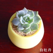 中梦 多肉植物 白牡丹+石碗盆 含盆