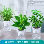 祺典绿植  绿植盆栽 吊兰+金钻+七叶莲  带盆栽好