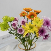 PLUS会员：远方的花  小雏菊鲜花混色  随机色小菊5枝