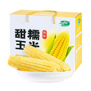 香甜软糯！SHI YUE DAO TIAN 十月稻田 当季新大支玉米棒 1.76kg