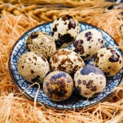 芮瑞 新鲜生鹌鹑蛋 实发105枚